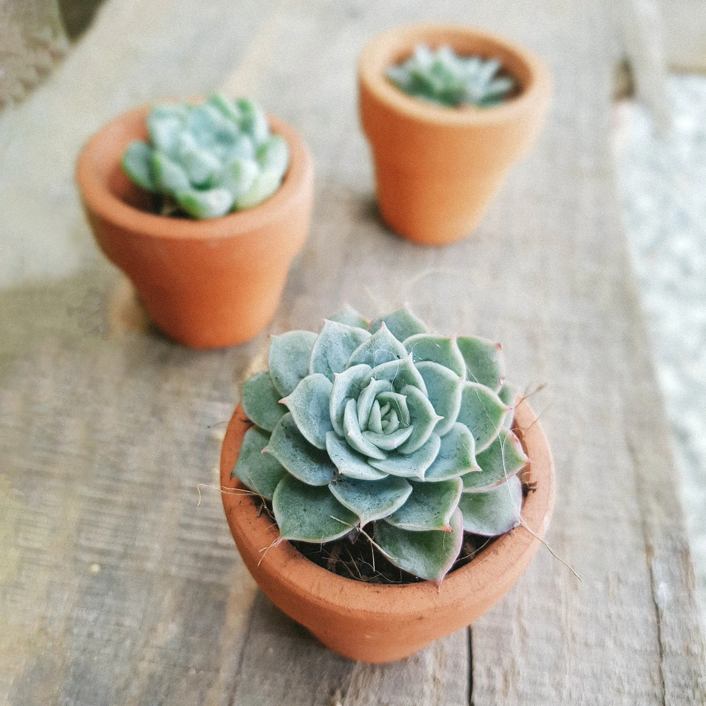 Echeveria Lime and Chili
